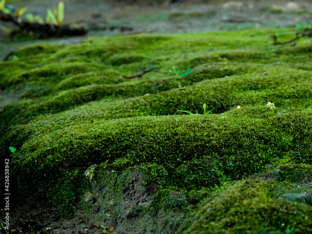 forest green moss, beautiful background, mossy backround