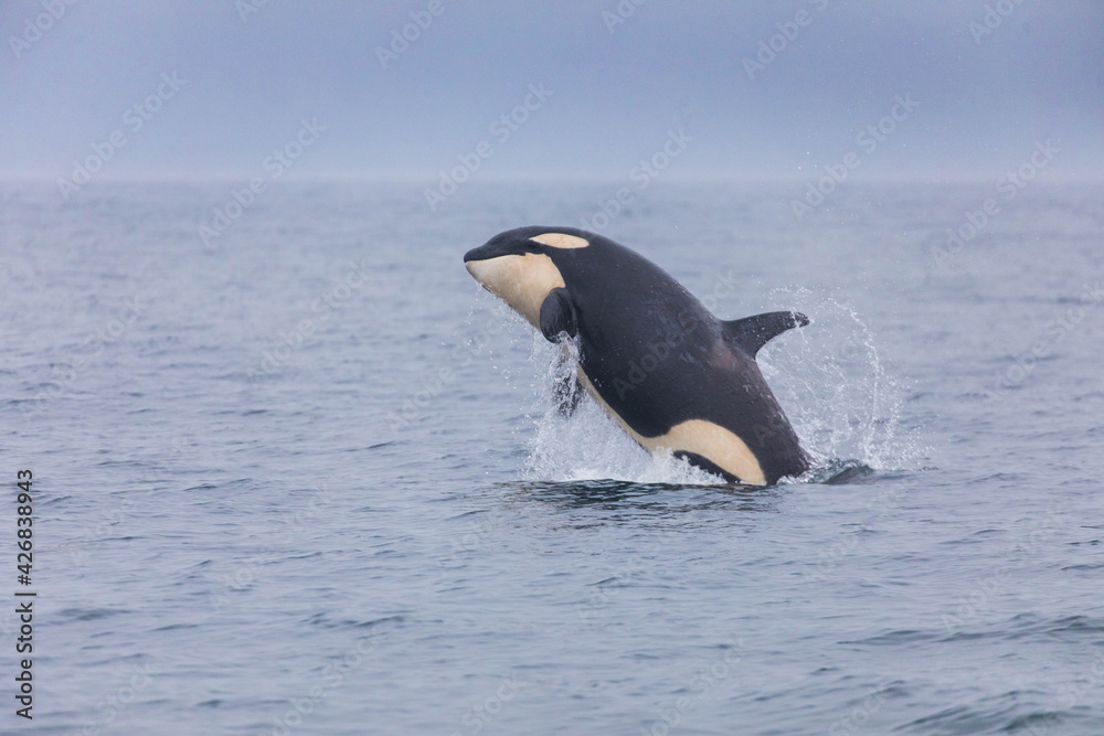 Fototapeta premium 知床の海に回遊する野生のシャチ（北海道羅臼沖）