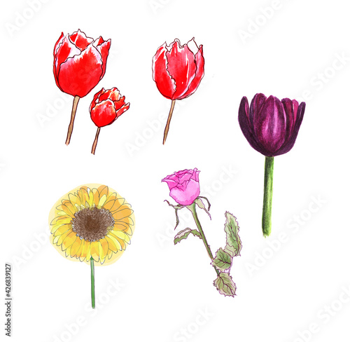 Fiori ad acquerello, tulipani, rosa e girasole, isolati su sfondo bianco