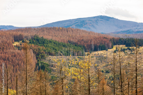 Trockener Wald im Harz, Deutschland