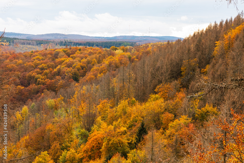 Wald im Herbst, Harz, Deutschland
