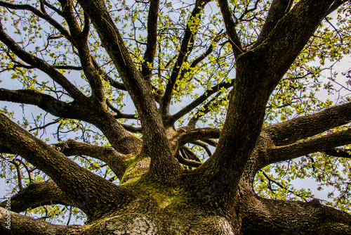 2021_4_4_Sovizzo_Oak tree_2