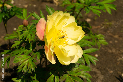 Peonies in natural background. peonies in garden. Yellow peony in garden. Bee in flower. Bee close up. Honey Bee collecting pollen on yellow rape flower with garden background. photo