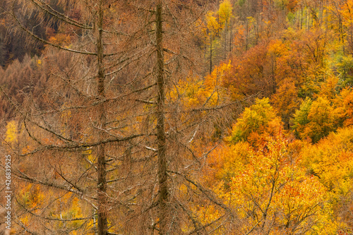 Wald im Herbst, Harz, Deutschland