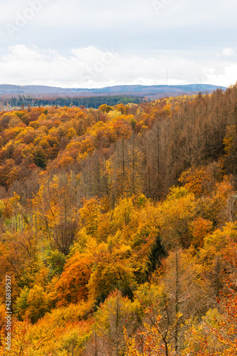 Wald im Herbst, Harz, Deutschland
