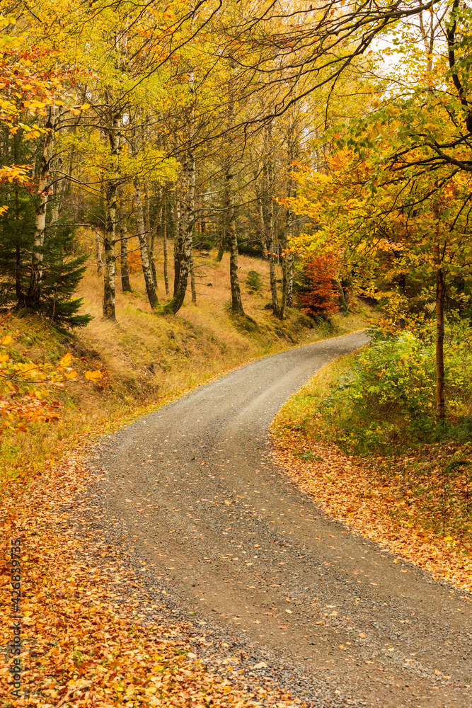 Wanderweg im Harz mit goldgelben Blättern an den Bäumen
