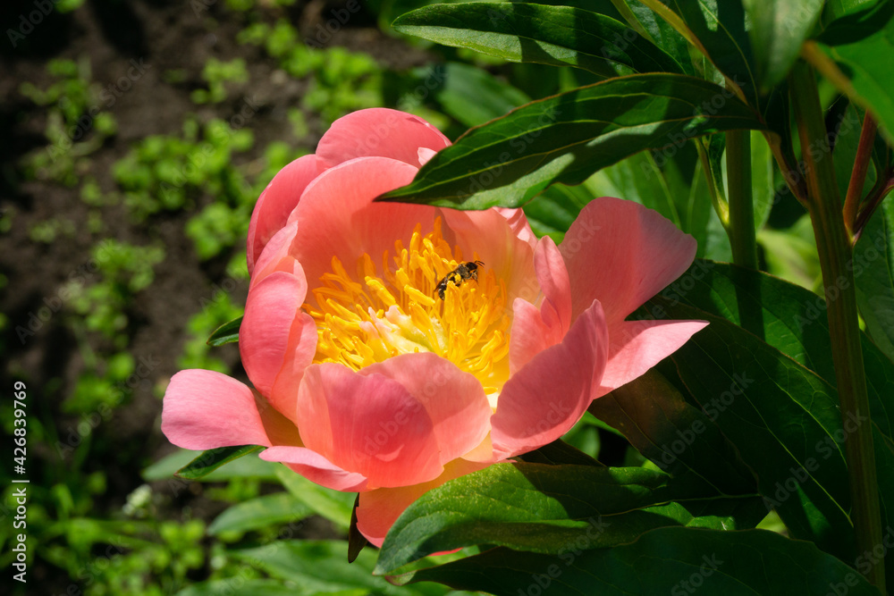 Peonies in natural background. peonies in garden. Peony coral supreme. Bee in flower. Bee close up. Honey Bee collecting pollen on pink rape flower with garden background. Peonies in natural background. peonies in garden. Peony coral supreme. Bee in flower. Bee close up. Honey Bee collecting pollen on pink rape flower with garden background.