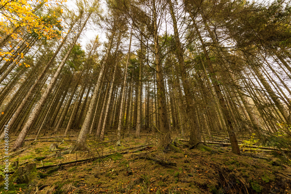 viele trockene Nadelbäume im Harz, Deutschland viele trockene Nadelbäume im Harz, Deutschland