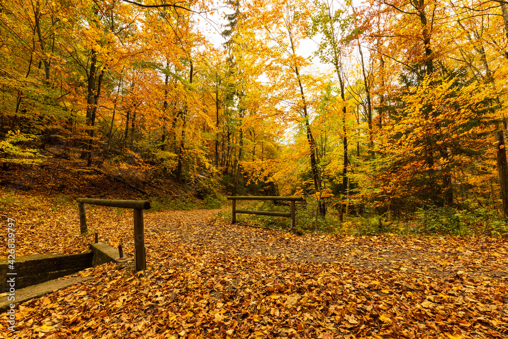 Wanderweg im Harz mit goldgelben Blättern und Brücke an den Bäumen