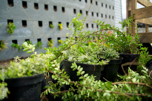 The realization of a vertical facade garden with green plants and recycled building blocks made of plastic waste. Living wall system for stimulating biodiversity and urban greening photo