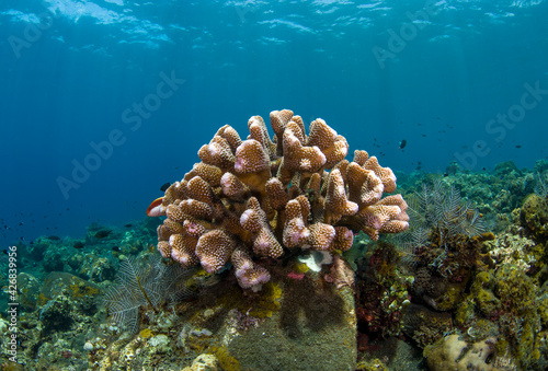 Fototapeta Naklejka Na Ścianę i Meble -  Hard corals. Amazing underwater world of Tulamben, Bali, Indonesia.