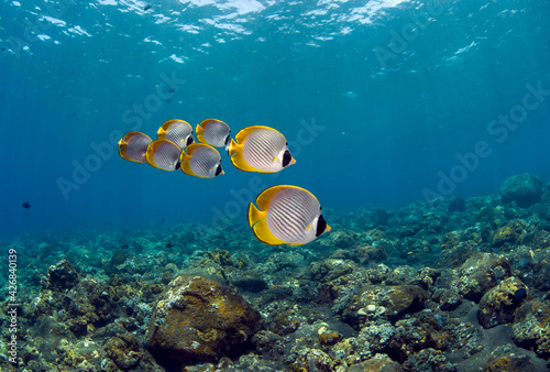 School of Butterflyfish (Philippine Butterflyfish or Panda Butterflyfish (Chaetodon adiergastos lat.). Amazing underwater world of Tulamben, Bali, Indonesia. photo