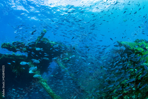 School of fish at the famous Liberty ship wreck. Amazing underwater world of Tulamben, Bali, Indonesia.