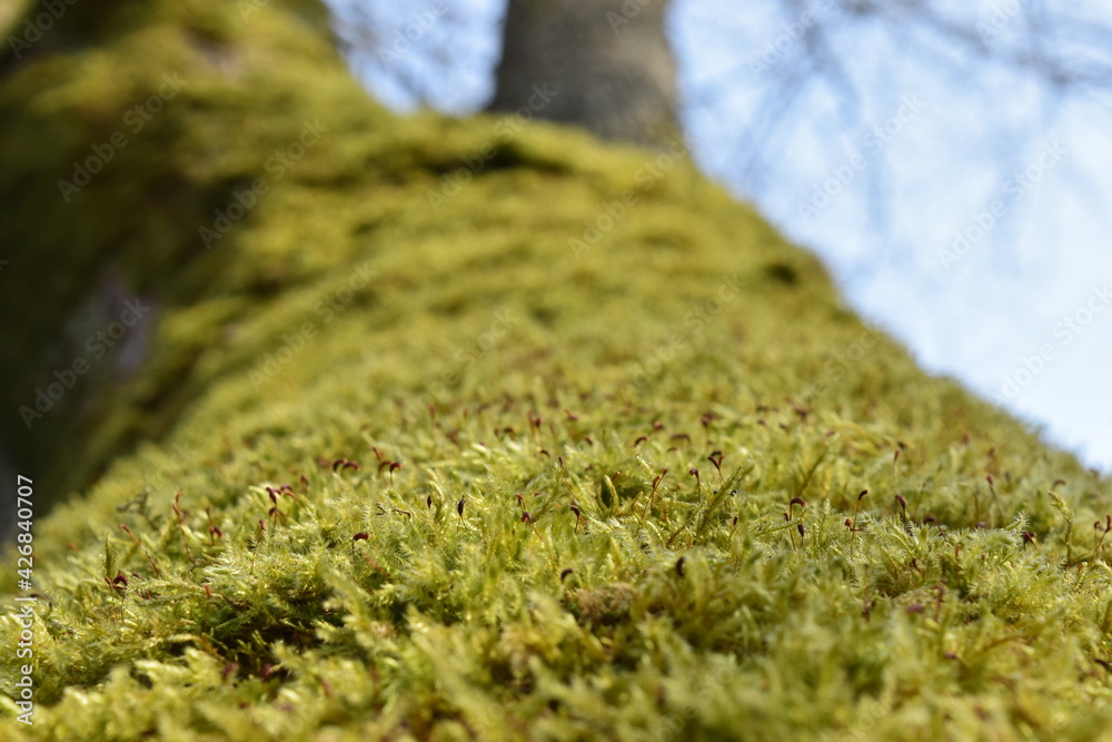 Background and texture, beautiful green moss on a tree trunk. Background and texture, beautiful green moss on a tree trunk.