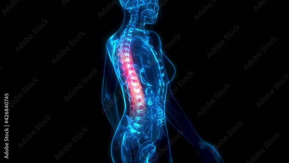 Thoracic, middle zone of human spine on x-ray body - human body Thoracic, middle zone of human spine on x-ray body - human body