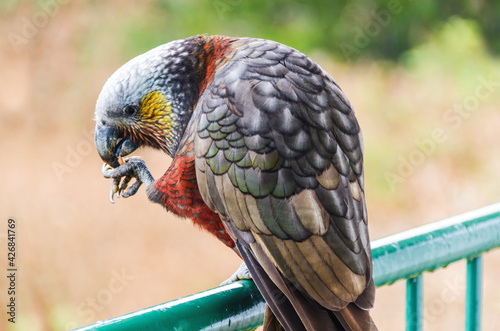South Island Kaka (Nestor meridionalis meridionalis), endemic parakeet living in forests of New Zealand. 
Close up of a parrot eating nuts on a balustrade on Stewart Island.
