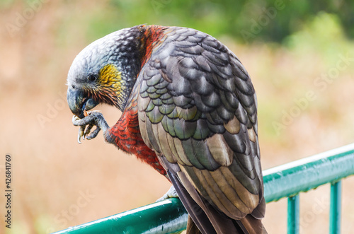 South Island Kaka (Nestor meridionalis meridionalis), endemic parakeet living in forests of New Zealand. 
Close up of a parrot eating nuts on a balustrade on Stewart Island.
 photo