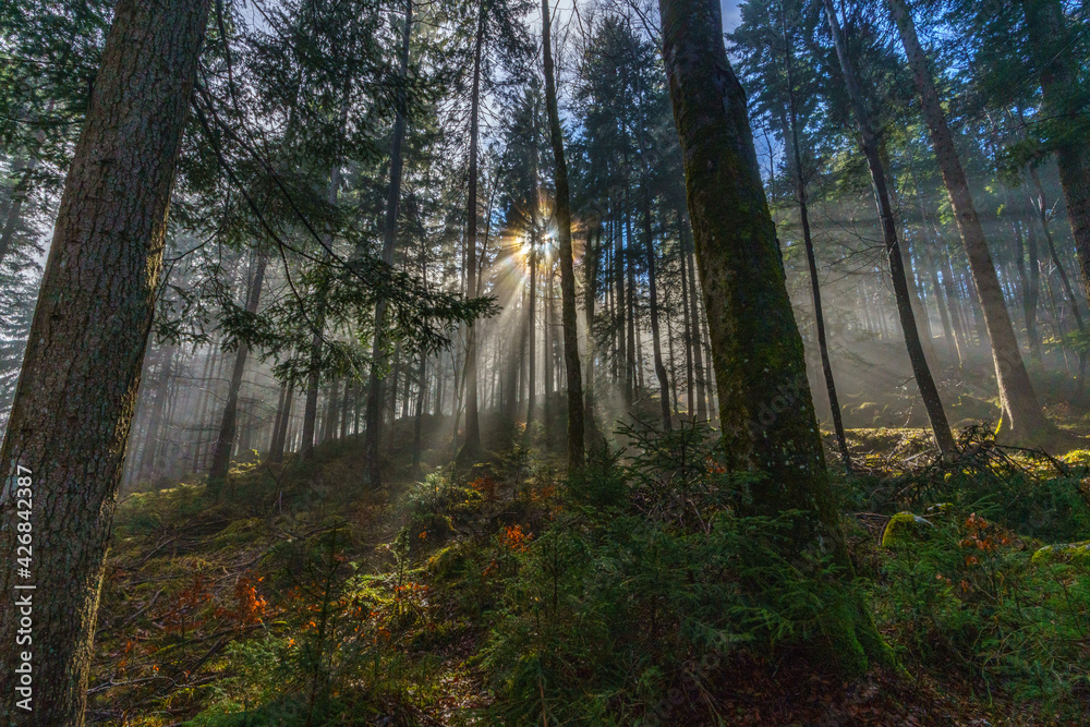 Fototapeta premium Wald und Sonnenstralen