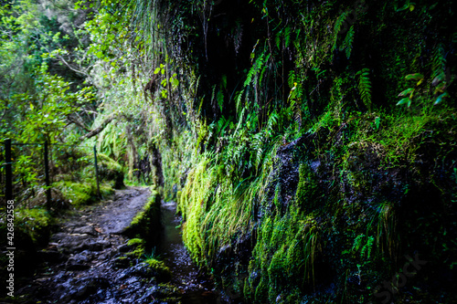Luxurious vegetation of the pathway to Levada do Caldeirão Verde in Madeira Island