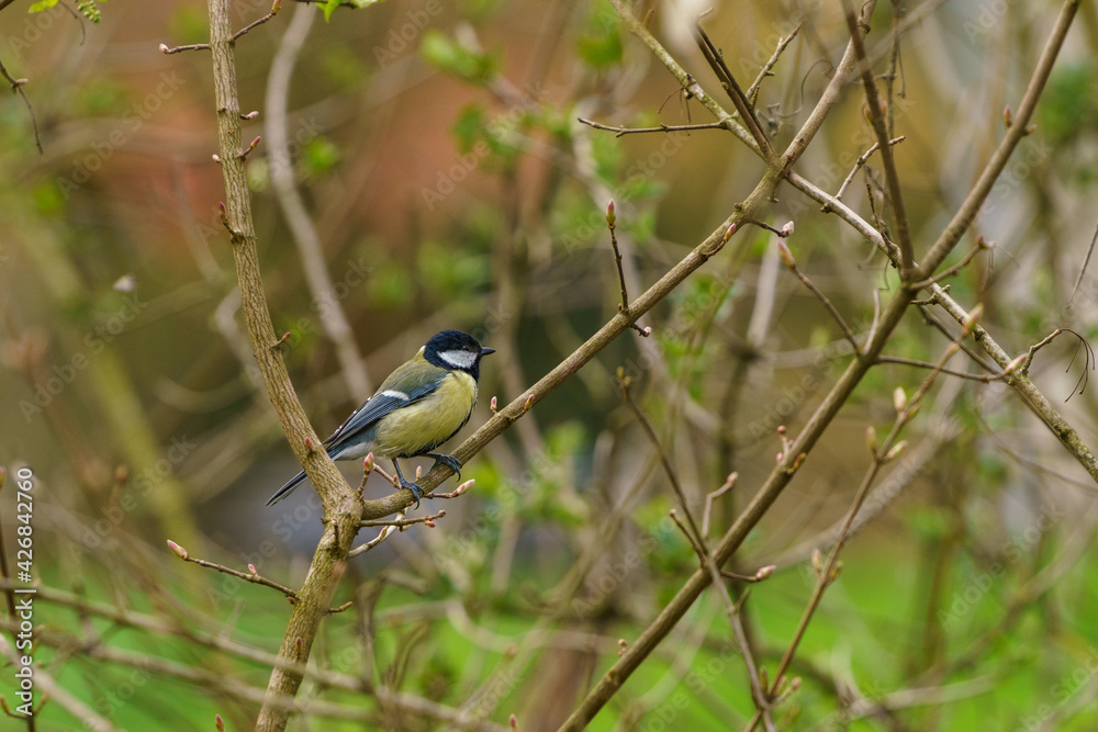 Obraz premium Kohlmeise