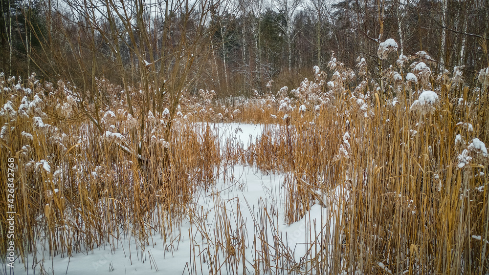 Reeds in the snow in winter