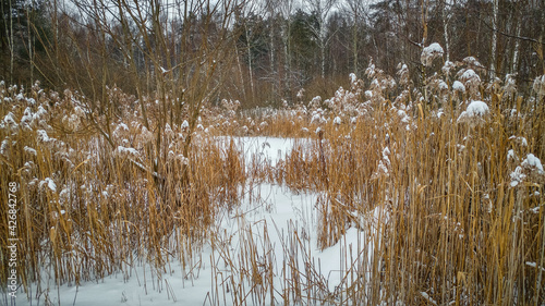 Obraz na płótnie Reeds in the snow in winter w salonie