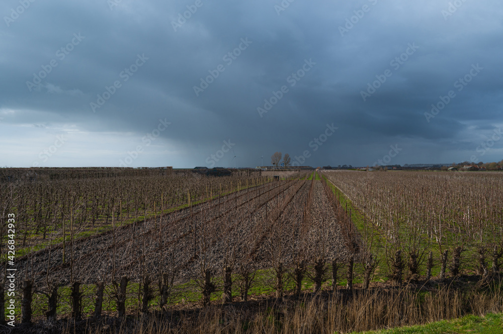 vineyard in autumn with upcoming storm in Zeeland, The Netherlands 