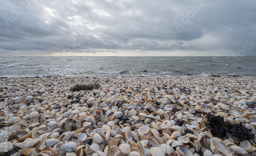 Shells on the beach at the shoreline in Zeeland, The Netherlands