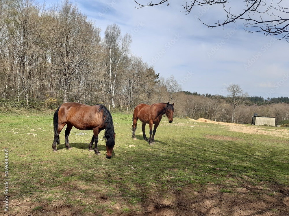 caballos pastando en un prado en la comarca gallega de Terra Chá caballos pastando en un prado en la comarca gallega de Terra Chá