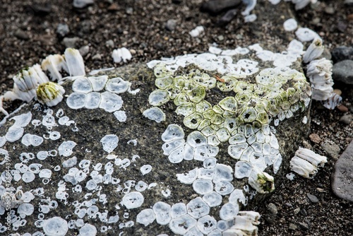 Schalentiere, beziehungsweise Shells an einem Stein -  Strandwanderung bei Ebbe - Alaska photo