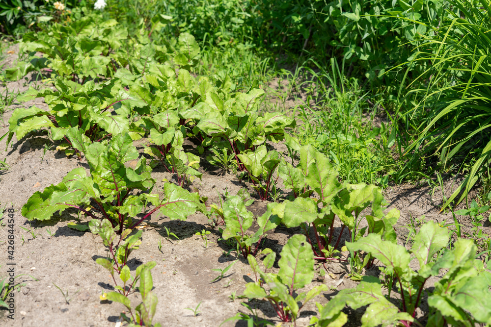 beds with young beet sprouts on the farm beds with young beet sprouts on the farm