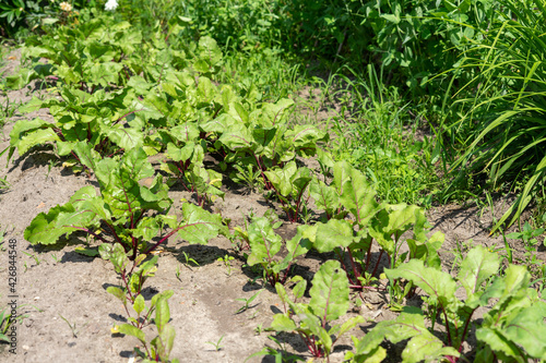 beds with young beet sprouts on the farm