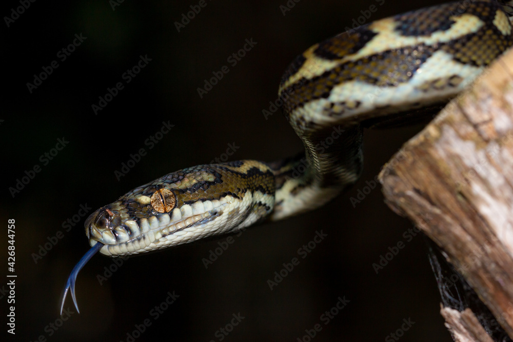 Close-up of a young coastal Carpet Python (Morelia spilota mcdowelli) flicking its tongue against a black background. Close-up of a young coastal Carpet Python (Morelia spilota mcdowelli) flicking its tongue against a black background.