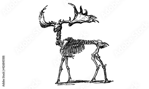 Illustration of Stag Skeleton Isolated on White Background