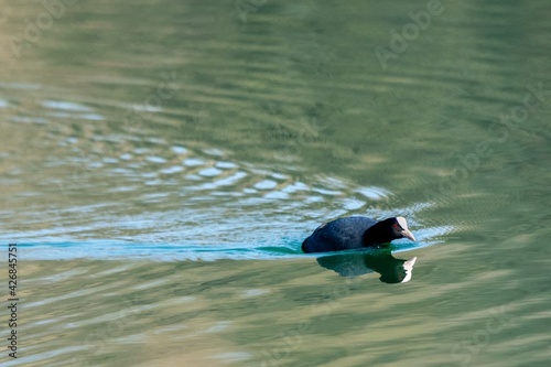 view of macroule coot on a lake photo