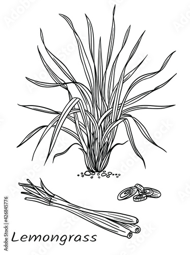 Lemongrass (Cymbopogon), plant and raw materials, black and white vector illustration. Used in cooking, perfumery, medicine. The image of this plant can be applied to labels, packaging, menus, etc. © Ollga P