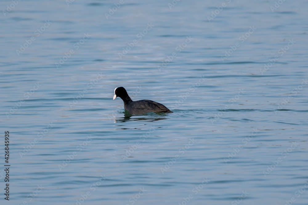 Fototapeta premium view of macroule coot on a lake