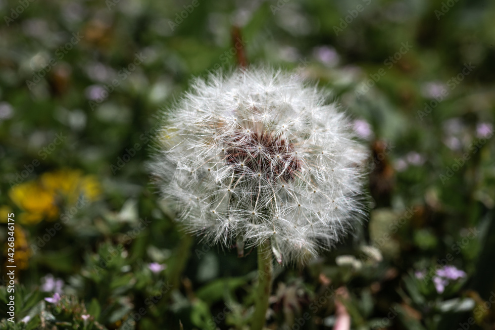 Macro Shot of Blowball in Grass on a Summer Day Macro Shot of Blowball in Grass on a Summer Day