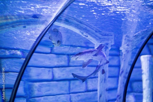 shark in blue water in the pool