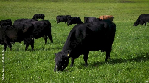 Free open range ranching grazing cattle livestock cows and bulls in countryside farming valley 