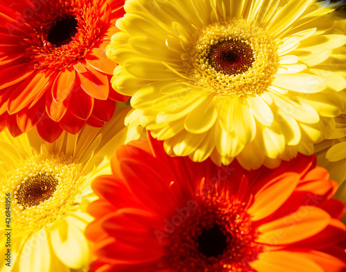 yellow and red flowers  red and yellow gerber  red and yellow flowers background