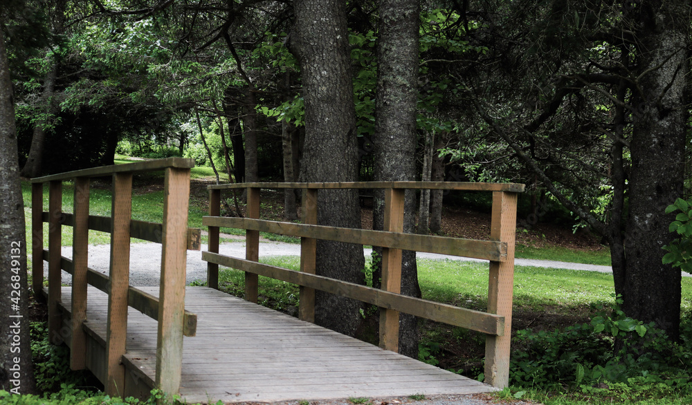 wooden bridge in the forest