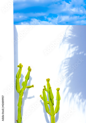 Photos Plants fashion wallpaper