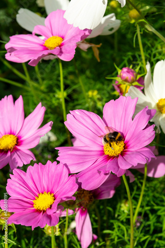 bee and purple flowers of Cosmea on a sunny day