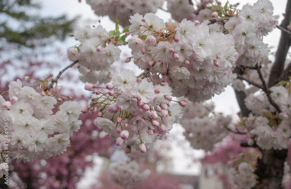 Schöne weisse Kirschblüten im Frühling
Schöne weisse Kirschblüten im Frühling