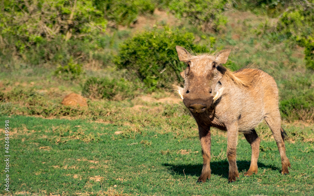 Fototapeta premium Warthog