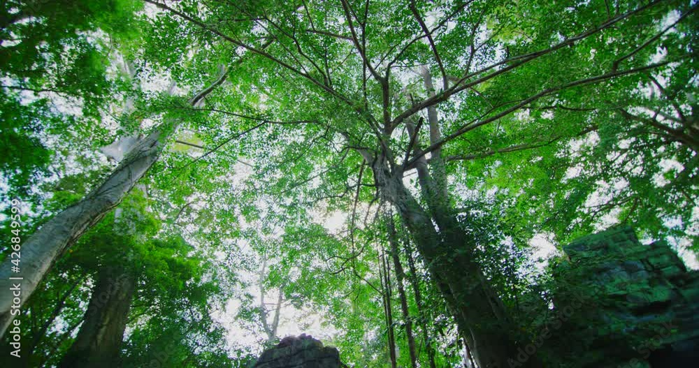 Tree at Ta Prohm Temple with Morning Light in Angkor, Siem Reap, Cambodia