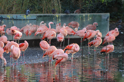 Photography flamingos in the zoo