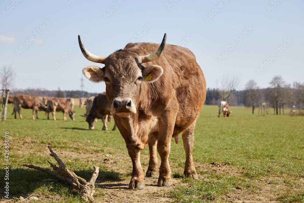 Cow in the pasture looks at the camera. Normal perspective. In the background you can see other cows on the pasture. Cow in the pasture looks at the camera. Normal perspective. In the background you can see other cows on the pasture.