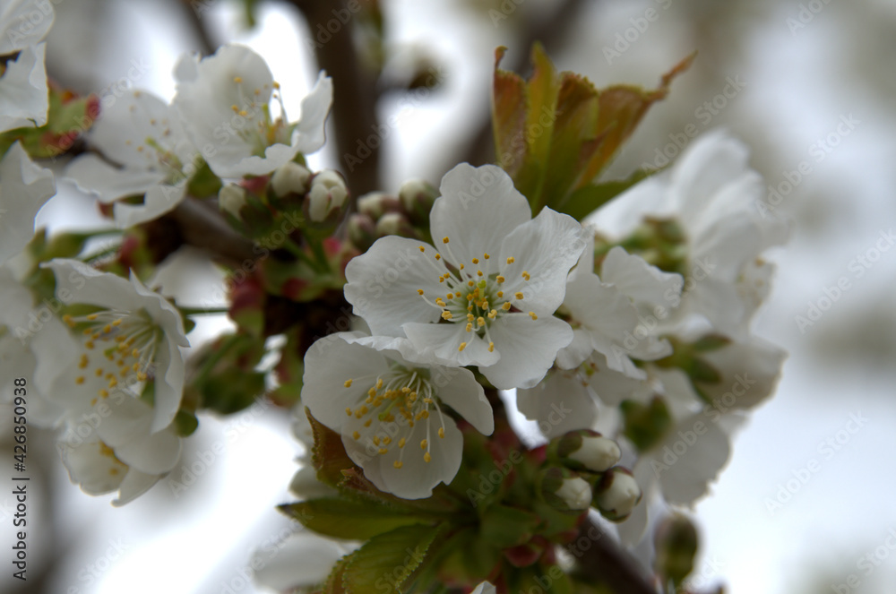 Primo piano a dei classici ma belli fiori di ciliegio.